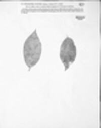 Image Associated With the Occurence